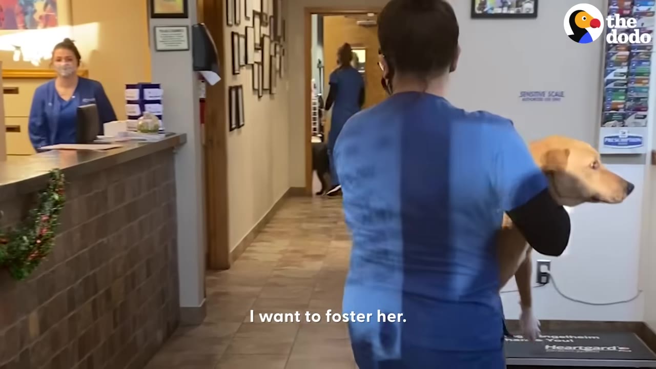 A woman in blue scrubs carrying a tan dog in her arms down a hallway.