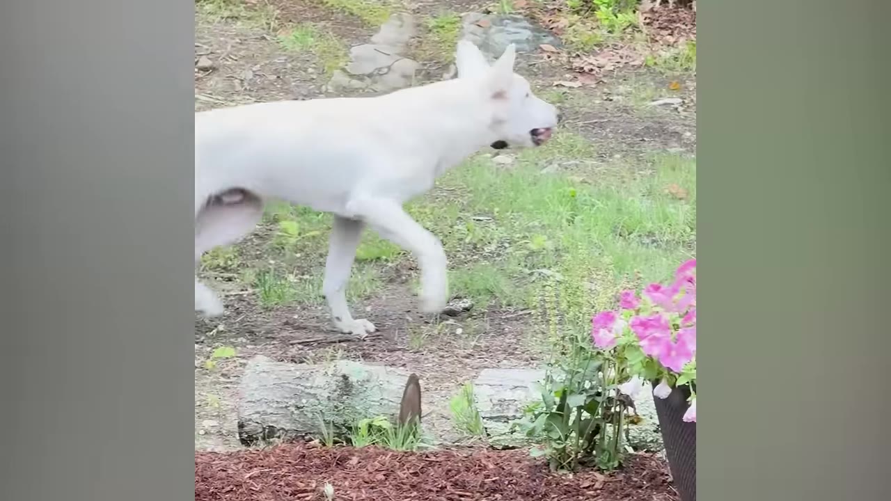 A white dog walking across a grassy yard near a pot of pink flowers.