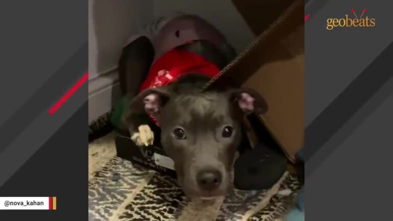 Illinois Dog Was Found Discarded In A Dumpster, But Rescuers Noticed Something Unexpected About Him
