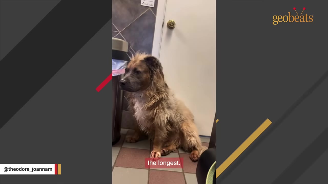 A fluffy brown dog sits on a tiled floor inside a room next to a trash can and a closed door.