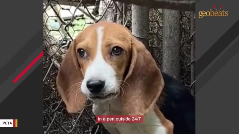 Virginia Beagle Was Kept In A Pen Around The Clock Because He Wasn’t A Good Hunting Dog