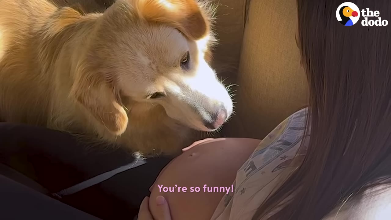 A fluffy golden dog looks closely and curiously at a woman's bare pregnant belly.