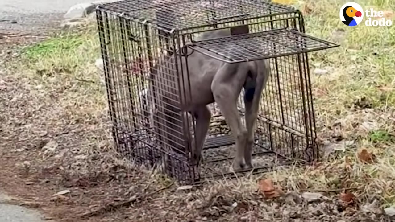 A grey dog cautiously steps inside a wire cage trap set on a grassy patch of ground.