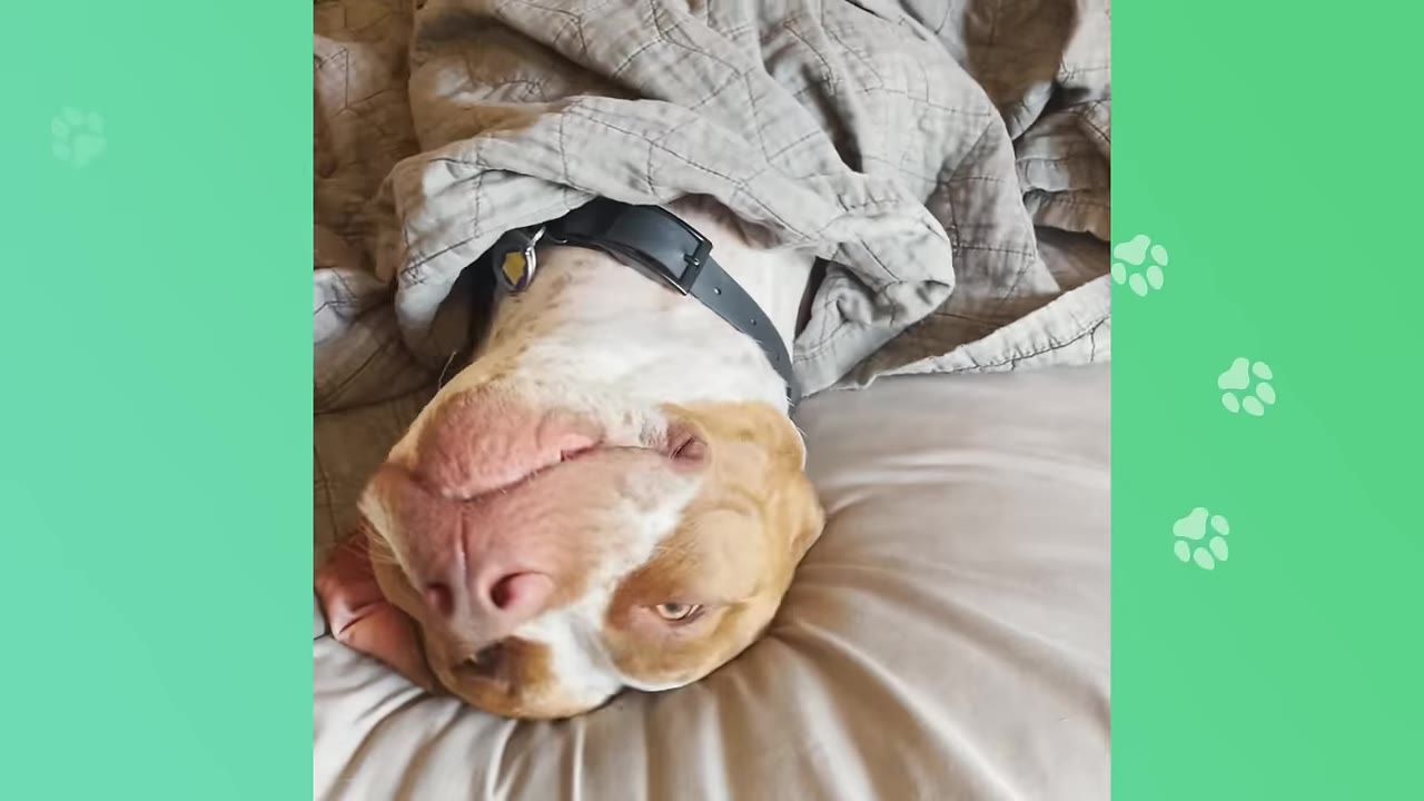 A brown and white dog lies upside down on a bed, tucked under a grey blanket.