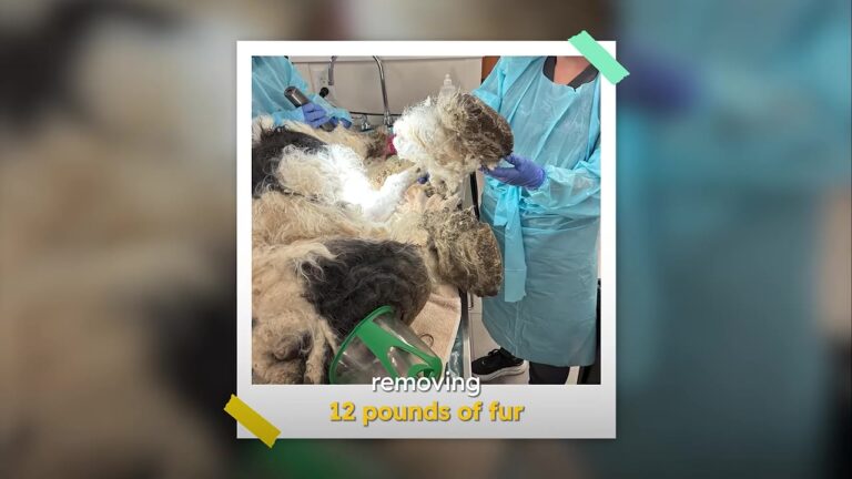 Terrified North Carolina Dog Was Kept Inside A Closet Until His Fur Completely Covered His Tiny Body
