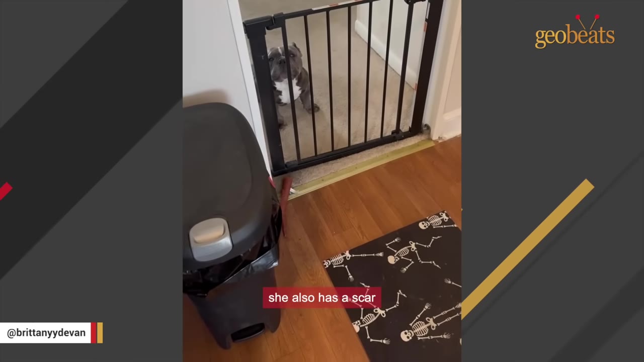 A grey and white dog sits behind a black pet gate indoors, looking up.