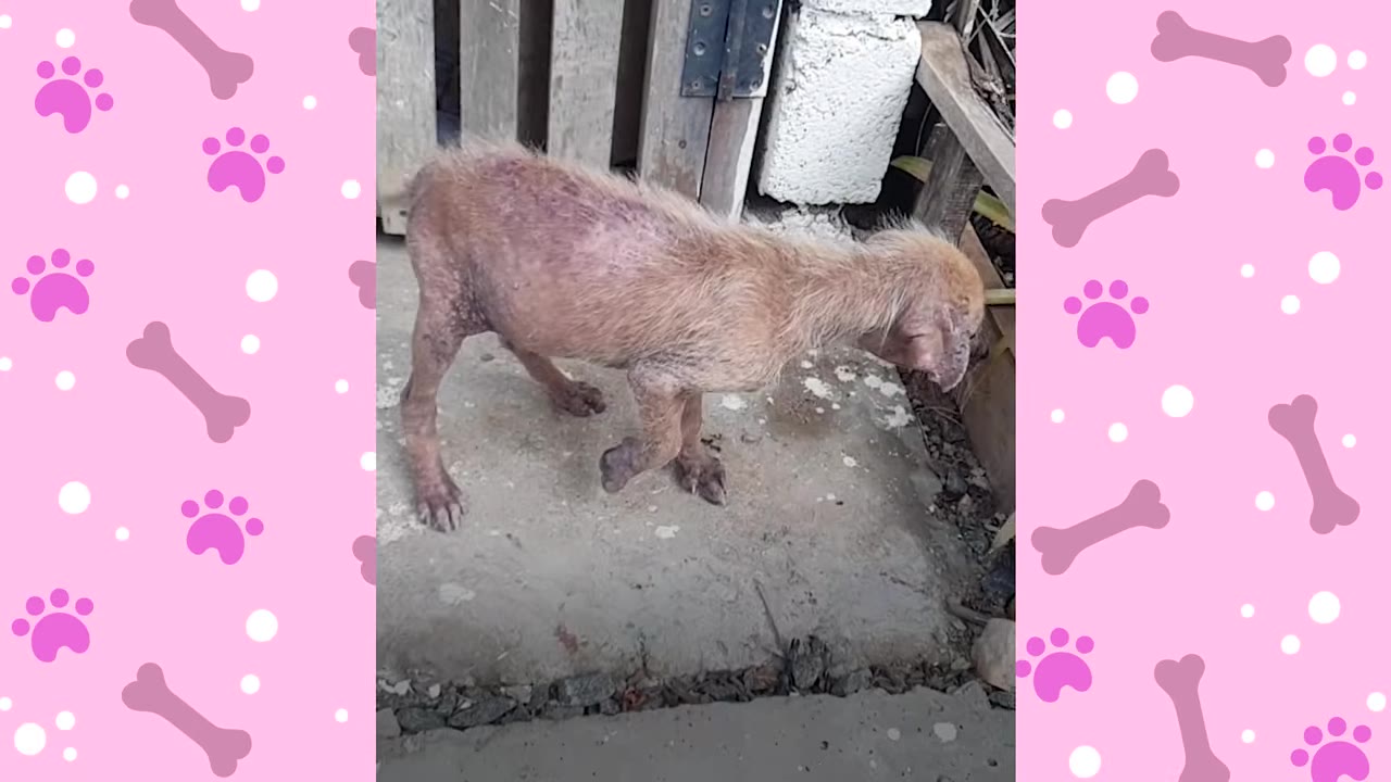 A side view of a small, severely malnourished dog with extensive hair loss and skin irritation, standing on a concrete surface.