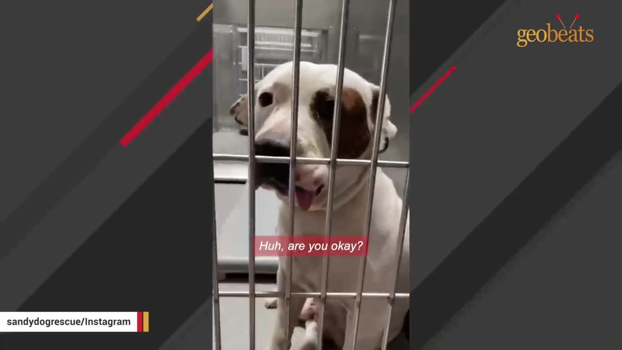 A white dog with a brown patch over its left eye looks up sadly from behind the metal bars of a shelter kennel.