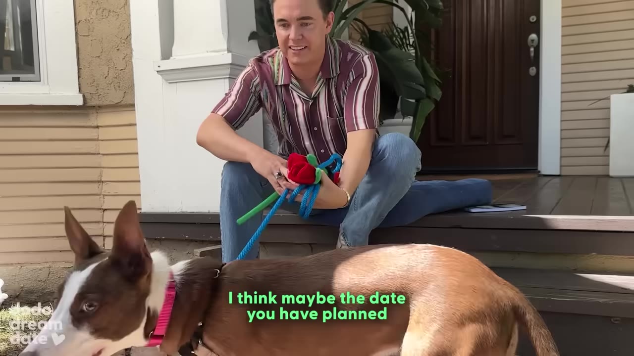 A man sitting on porch steps holds out a bouquet of red toy roses to a brown and white dog.