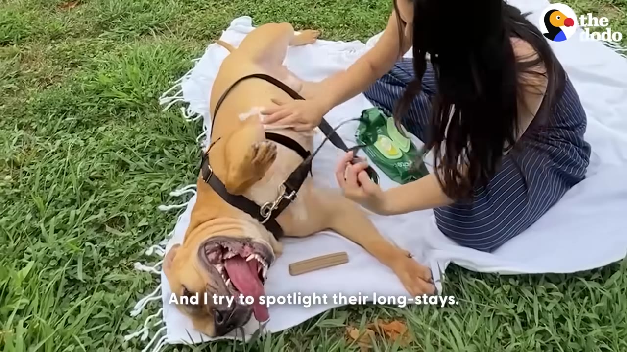 A woman with long dark hair sits on a white blanket on the grass, petting a brown dog that is lying on its back with its mouth open and tongue out.