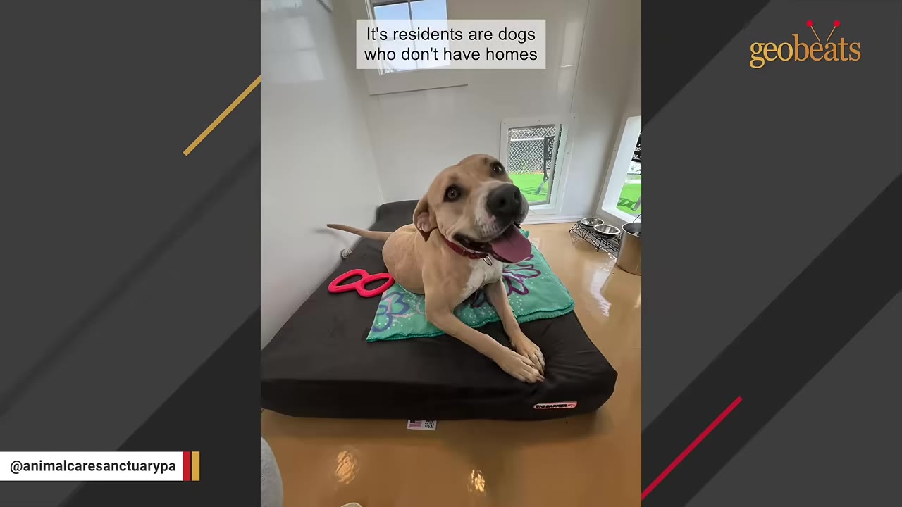 A happy light brown dog with its tongue out lies on a black dog bed inside a clean, white-walled dog house.