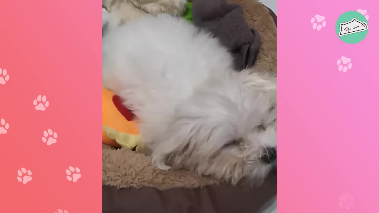 A small, fluffy white dog rests peacefully in a brown pet bed.