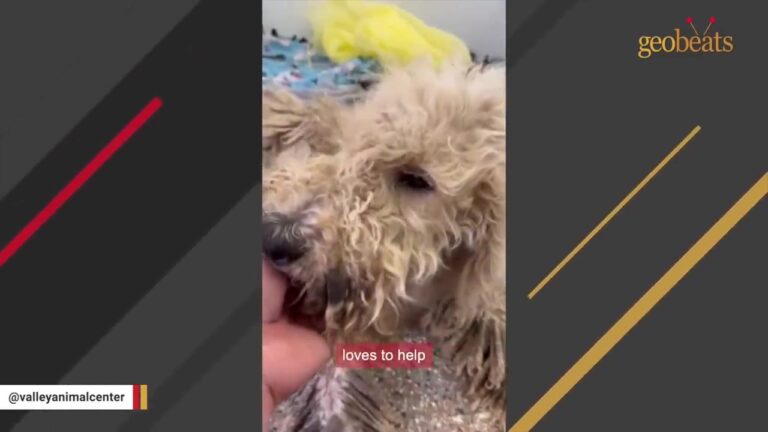 California Stray Wandered Into 100-Degree Heat With Fur Encased In Nearly Solid Mud