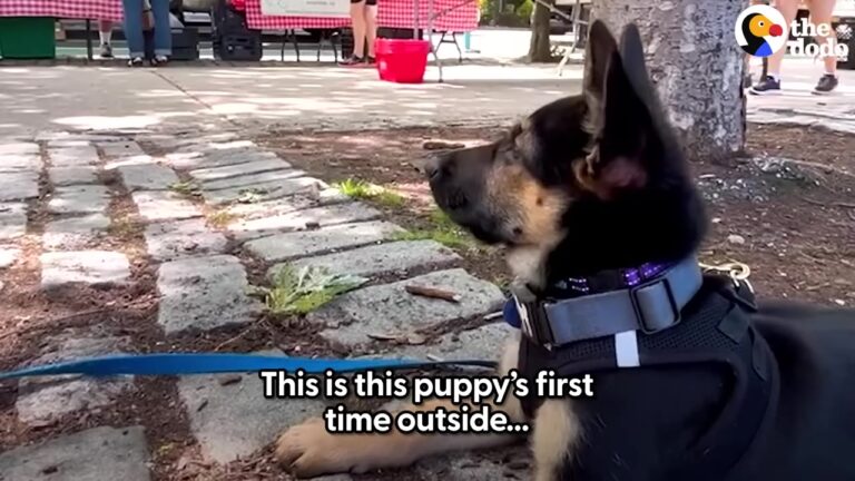Frightened New York Puppy Had Never Felt Grass Beneath Her Paws, Until She Took Her First Steps Outside