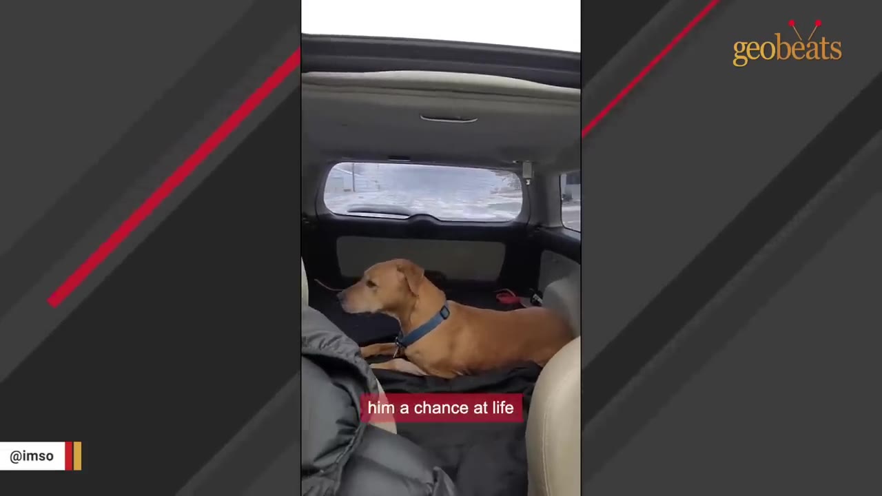 A tan dog wearing a blue collar lies in the back cargo area of an SUV, looking out the side window.