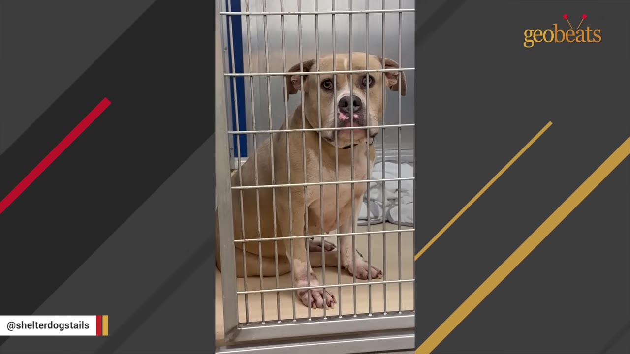 A tan and white dog sits behind the metal bars of a shelter kennel, looking forward with wide, sad eyes.