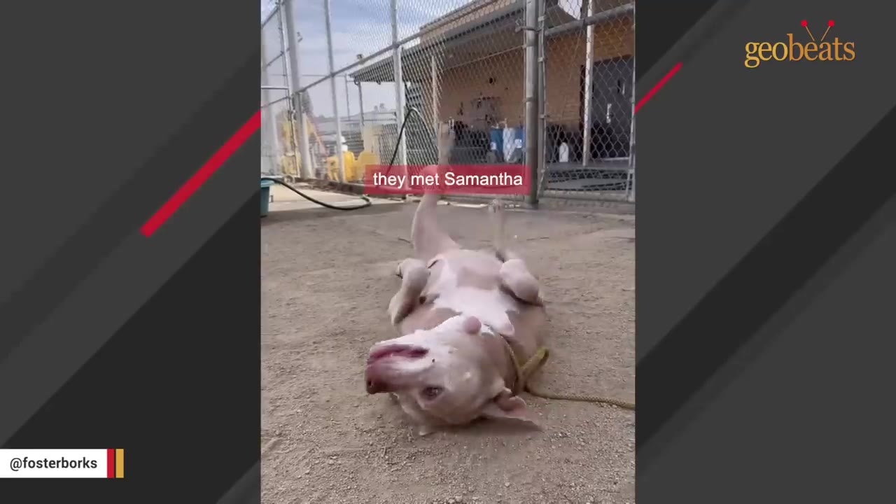 A light brown and white dog rolls happily on its back on the dirt ground of an outdoor shelter enclosure, with a chain-link fence in the background.