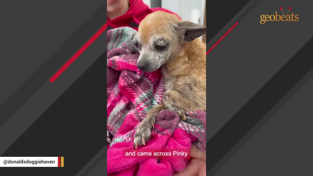 A small, elderly brown chihuahua wrapped in a pink patterned blanket, looking tired and fragile.