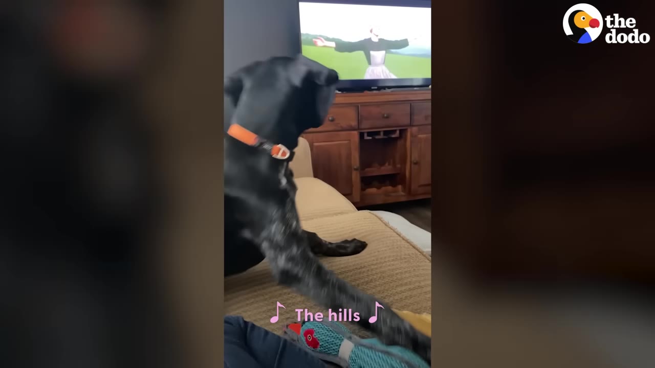 A black dog with an orange collar sits on a couch, looking intently at a television screen showing a scene from The Sound of Music.