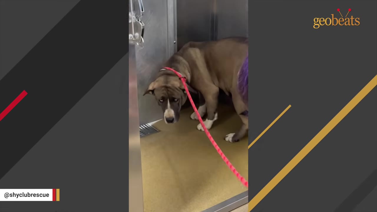 A brown and white dog with a red leash stands hunched inside a metal kennel, looking up with a worried and stressed expression.