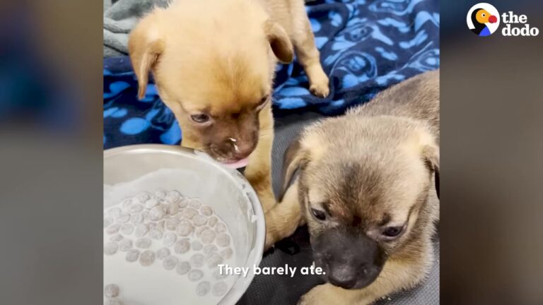 Terrified Georgia Puppies Huddled Together In A Small Carrier Before Their Foster Mom Received A Shocking Message