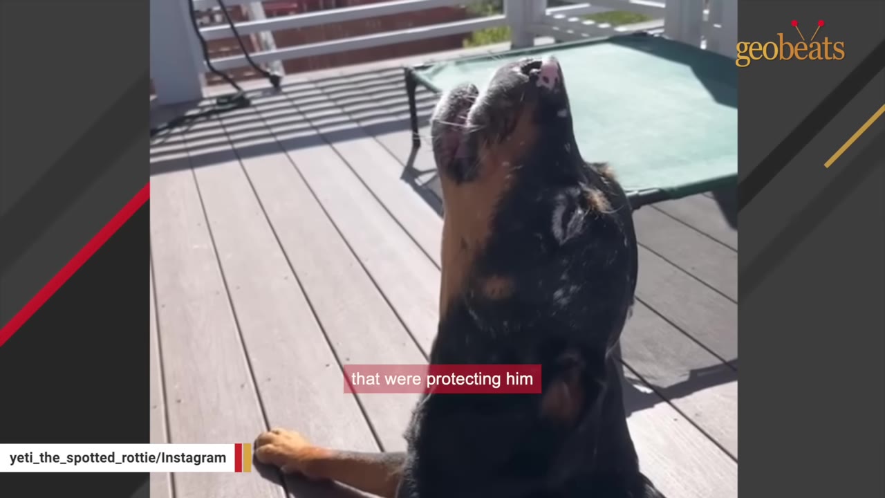 A black and tan dog sits on a wooden deck, tilting its head back to howl.