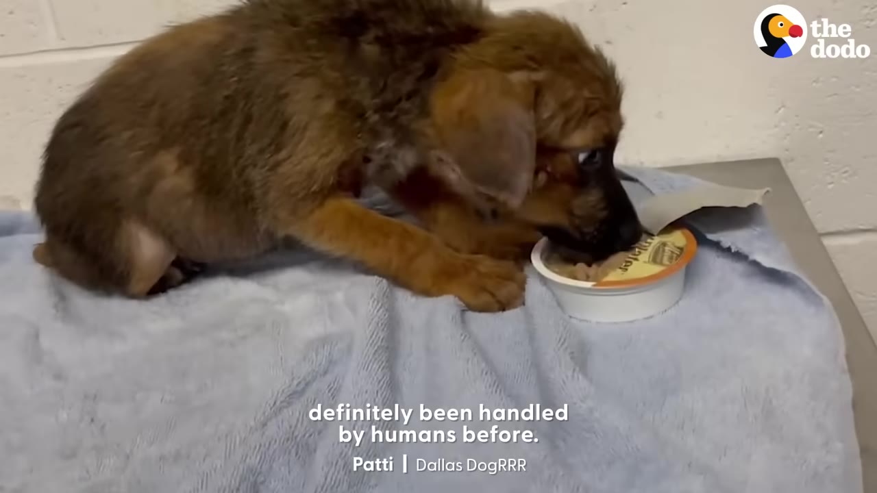 A small brown puppy eating food from a small white container on a light blue towel, with text overlay reading 'definitely been handled by humans before.'