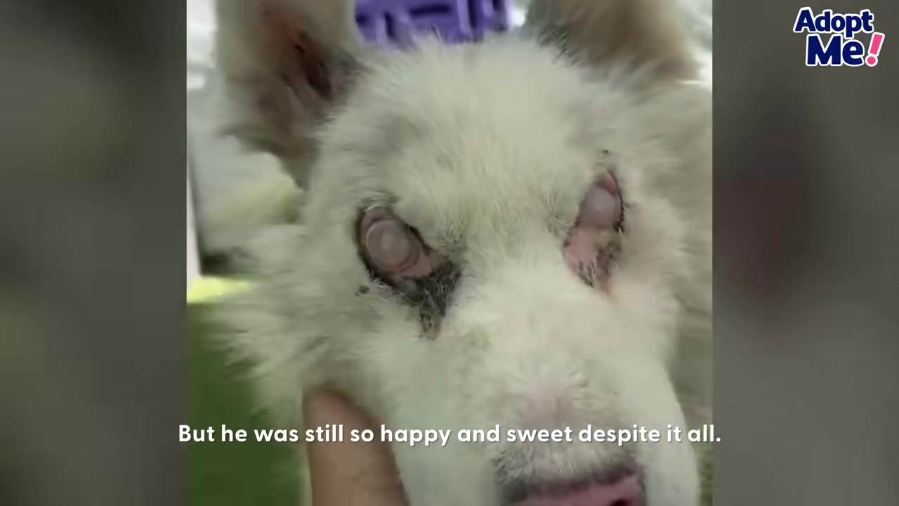 A close-up of a fluffy white dog with severe eye injuries being gently held by a hand, showing a sweet expression despite its condition.