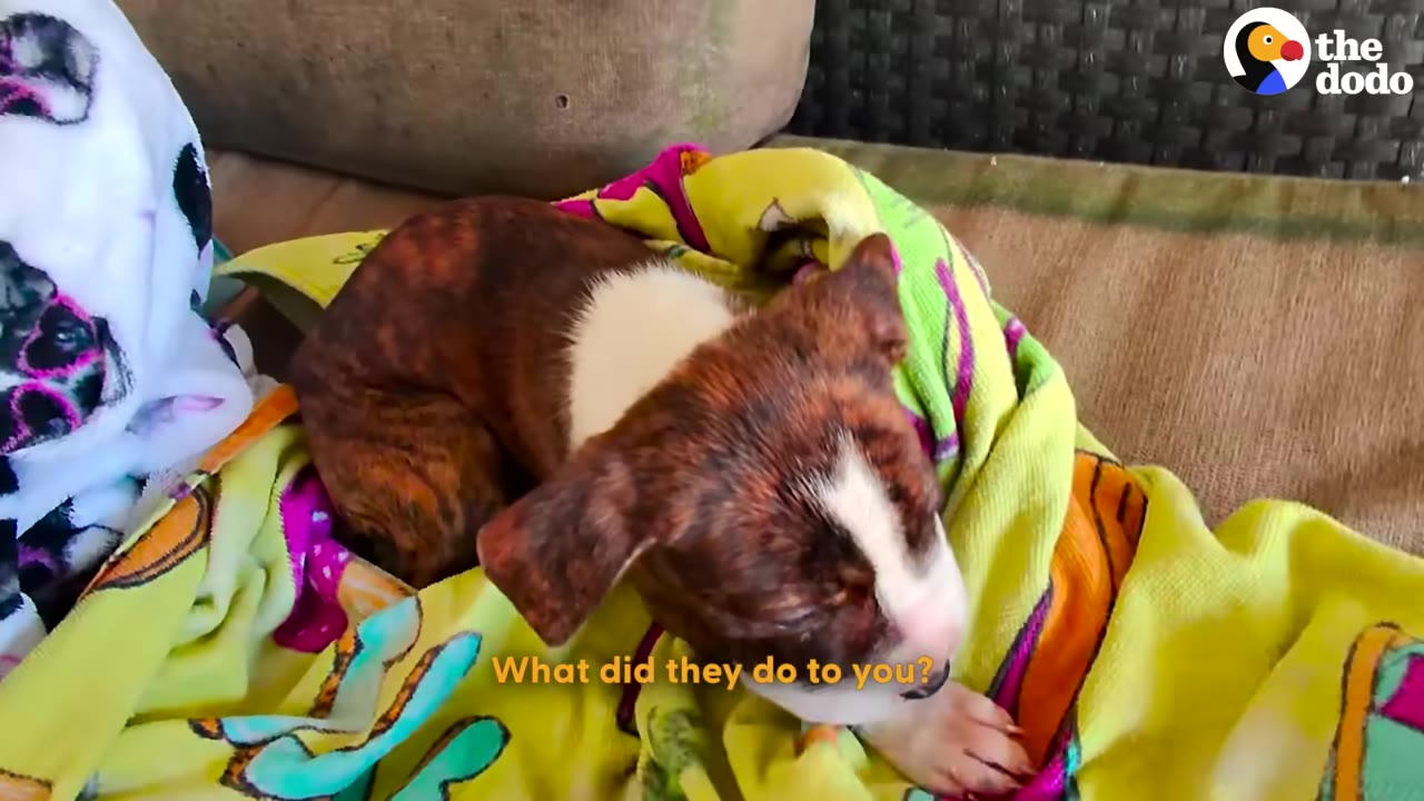 A small brindle and white puppy with a swollen face rests on a bright yellow blanket.