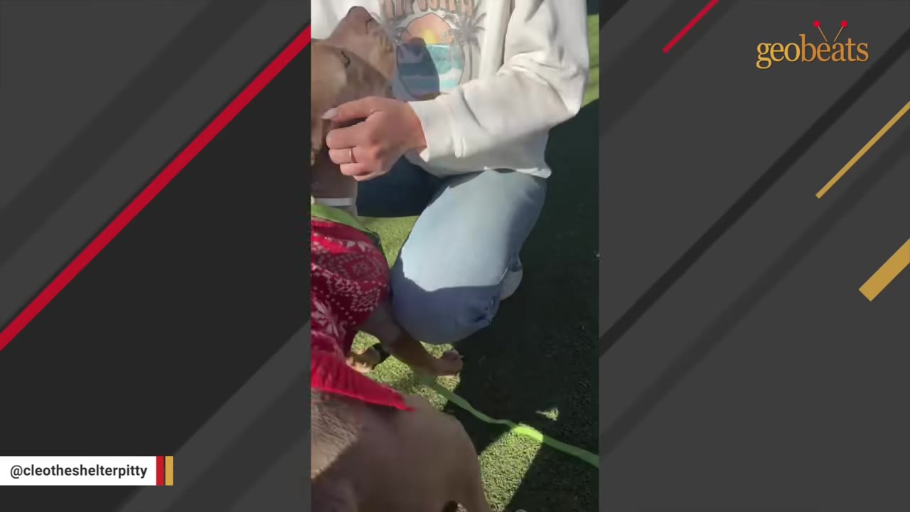 A close-up shot of a person kneeling on the grass, gently petting a light brown dog wearing a red patterned sweater.