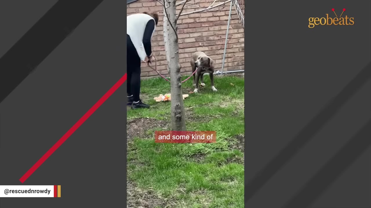 A woman in a backyard holding a leash, attempting to approach a cautious, light-brown dog standing near a brick wall.