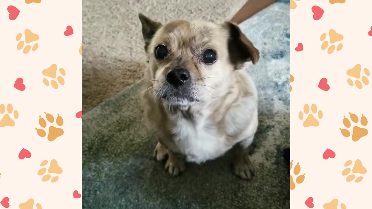 A small, light brown dog with wide, anxious eyes sits on a carpet, looking tense and uncertain.