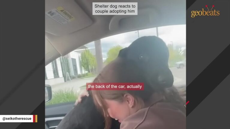 Idaho Dog Was Returned To The Shelter After Just Three Days For Being “Too Big And Not Good In Car”