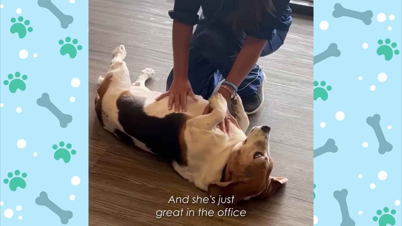 A tricolor beagle lies on her back on a wooden floor, receiving belly rubs from a person wearing blue scrubs.