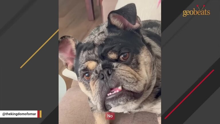 Texas Dog Never Leaves His Mom Alone During Deployments, But His Reaction During Her Hardest Moments Reveals Something More