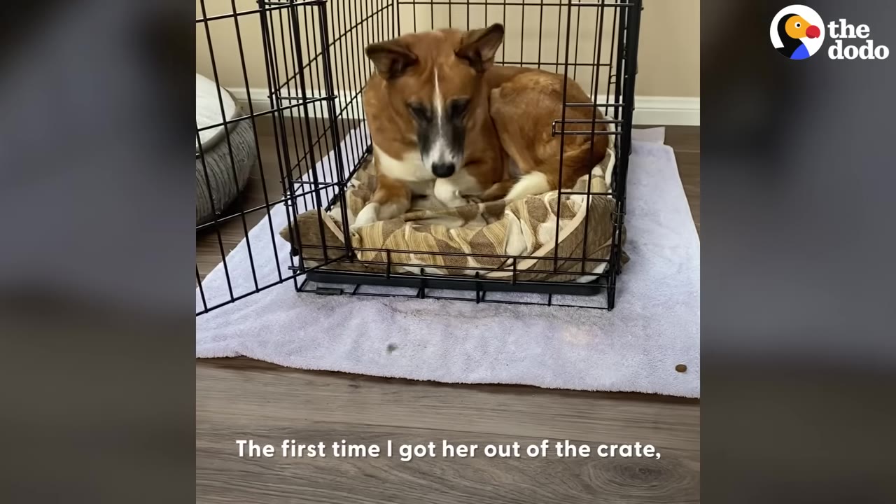 A brown and white dog sits curled up anxiously inside a wire crate, looking down with a worried expression.