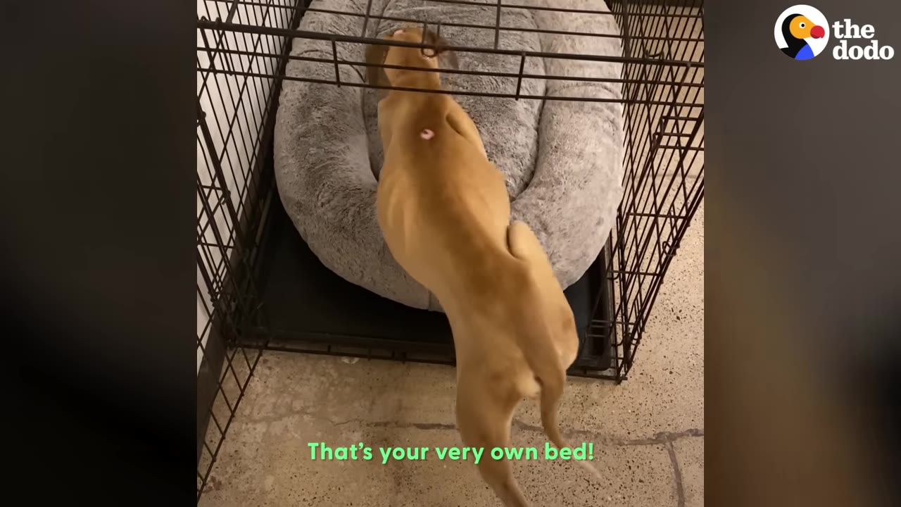 A tan dog steps into an open wire crate containing a large, fluffy grey dog bed.