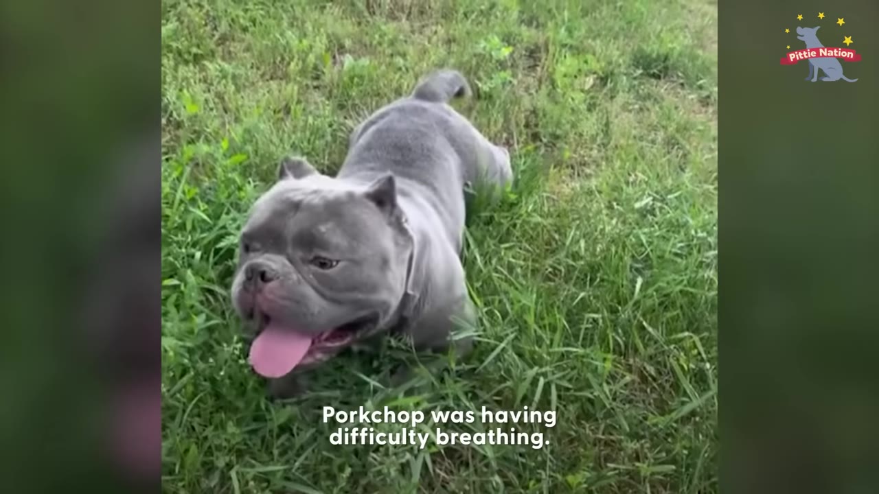 A grey, short-statured bulldog-type dog with a flat face pants heavily while lying in the green grass.