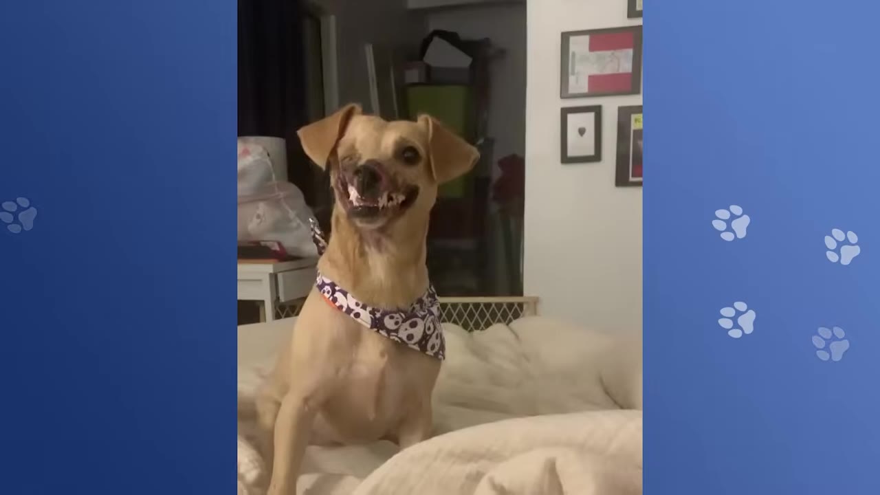 A light brown dog with a missing right eye and facial scars sits on a bed wearing a patterned bandana.