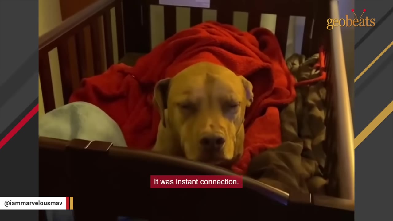 A light brown dog wrapped in a red blanket resting inside a wooden crib.