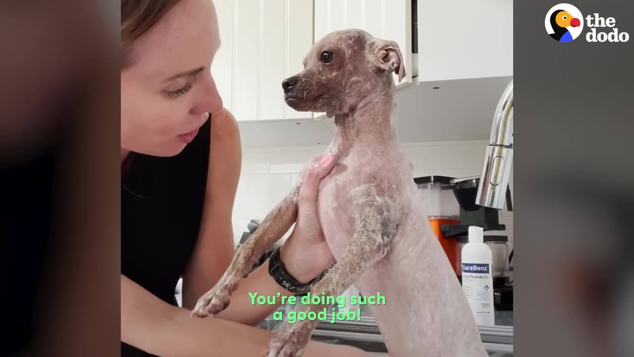A woman gently holds a small, hairless dog during a bath in a kitchen sink, looking down at the dog with care.