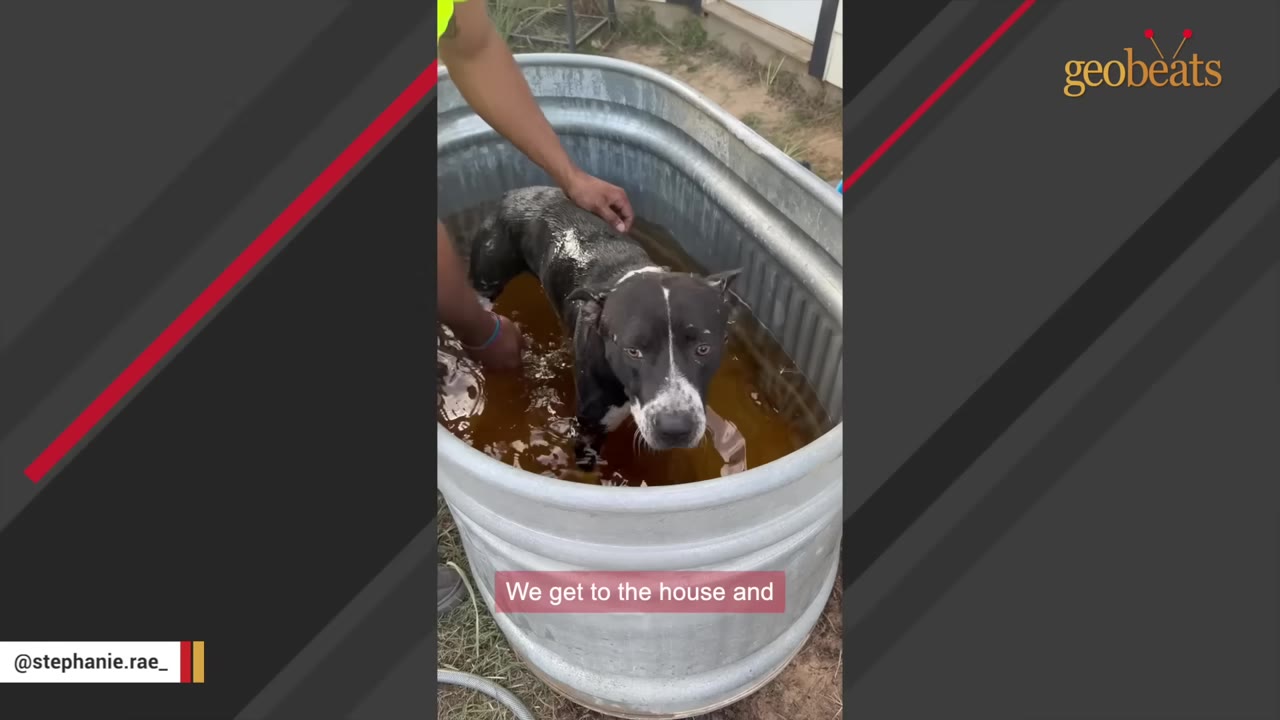A black and white dog stands in a metal tub filled with water while a person's hands gently wash him.