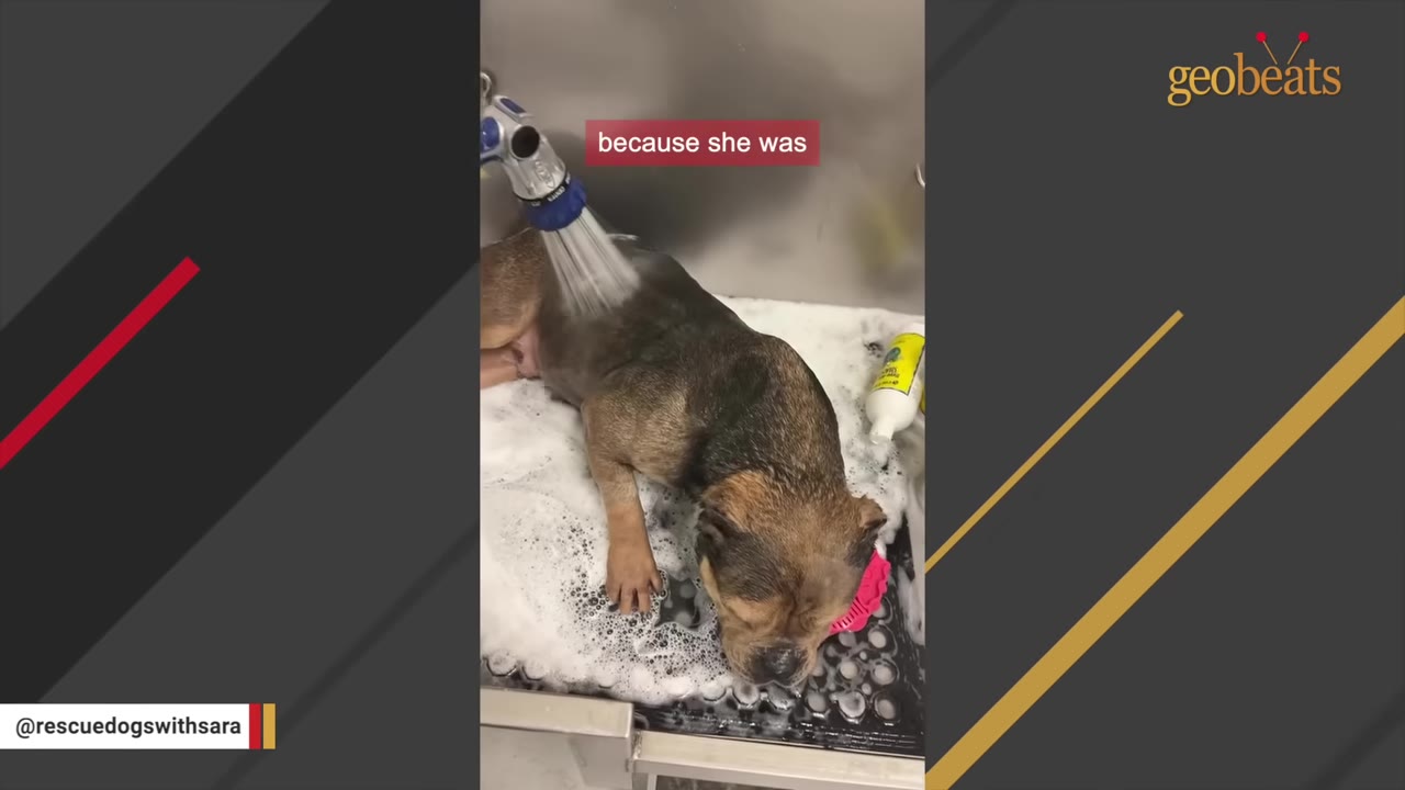 A brown and black dog stands calmly in a metal tub filled with soapy suds while being rinsed with water from a handheld sprayer.