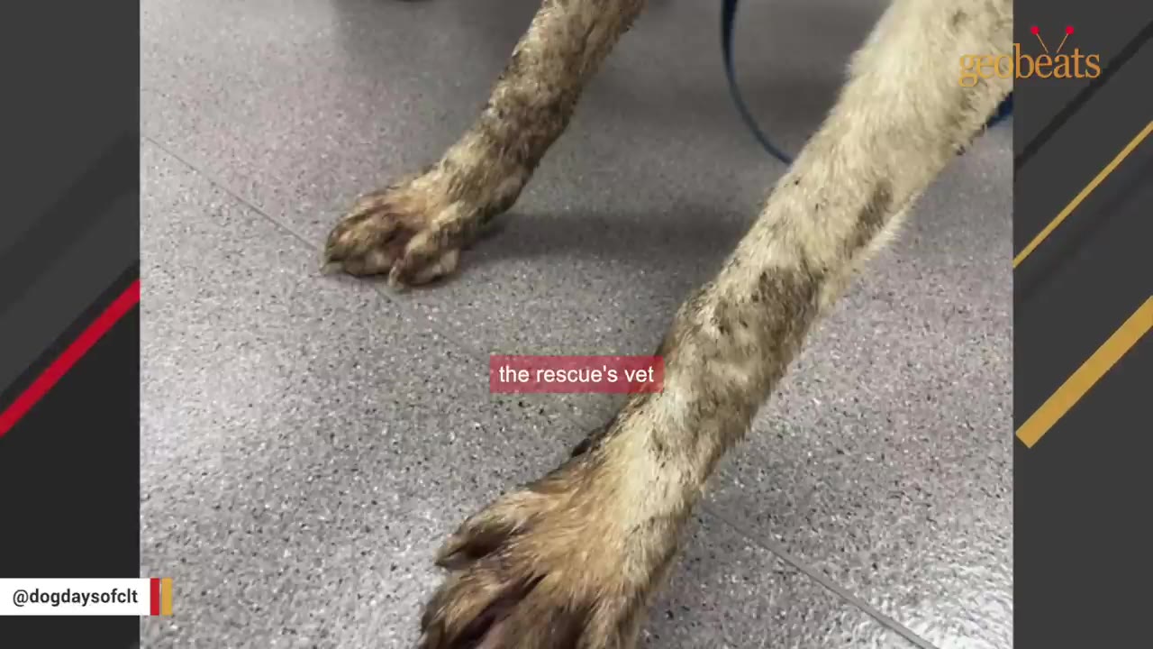A close-up shot of a dog's dirty, matted front legs standing on a grey tiled floor, with a subtitle reading 'the rescue's vet'.