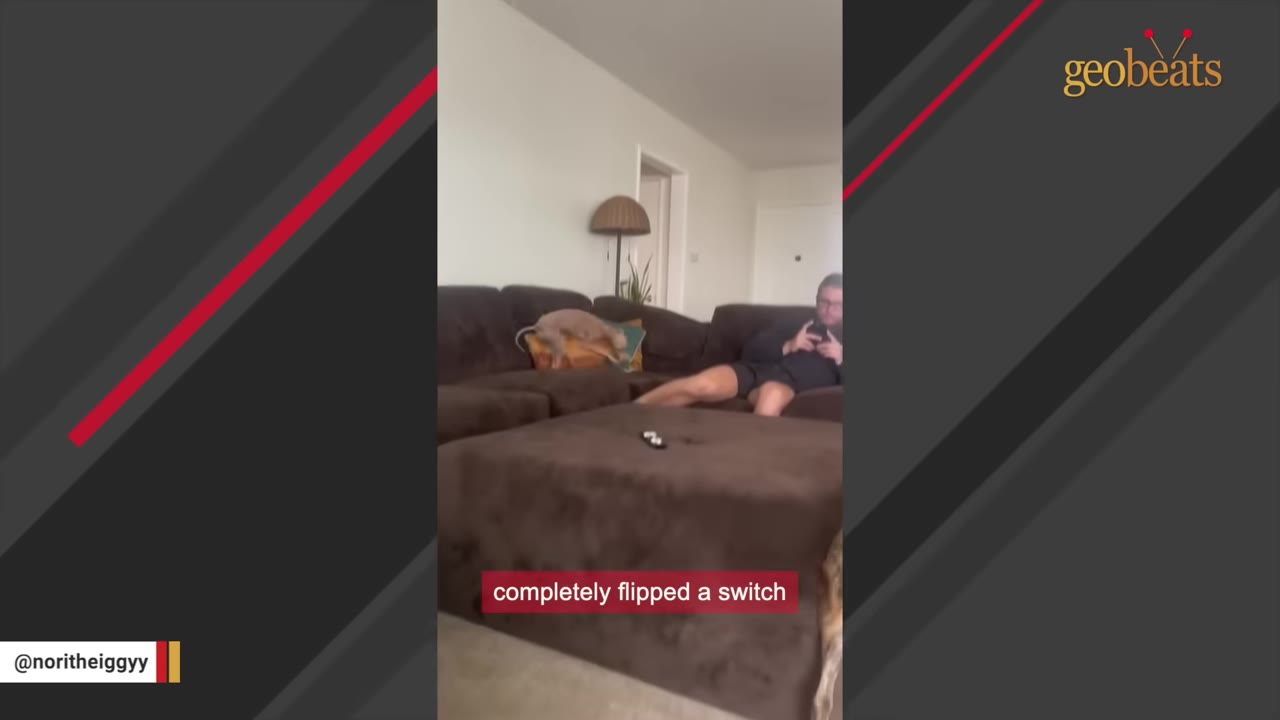 A small, short-haired dog sits cautiously on a brown sectional sofa in a living room while a person sits nearby looking at a phone.