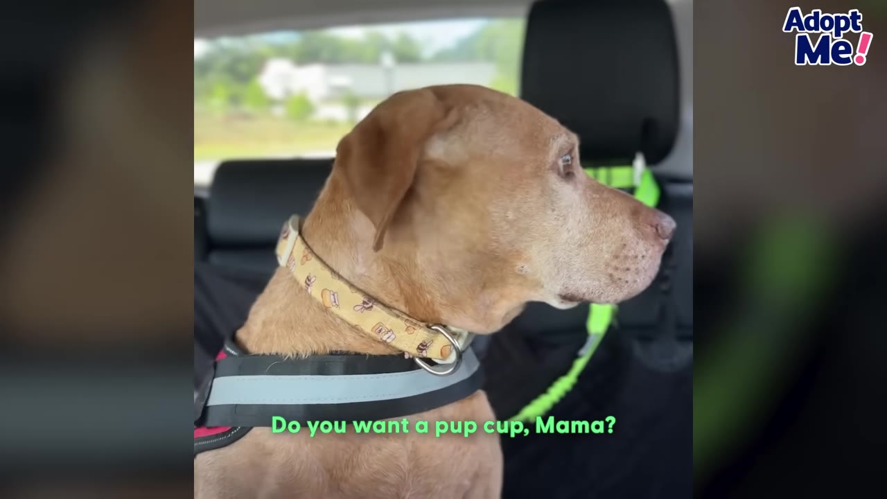 A light brown dog wearing a patterned collar and a black harness sits in the back seat of a car, looking out the window.