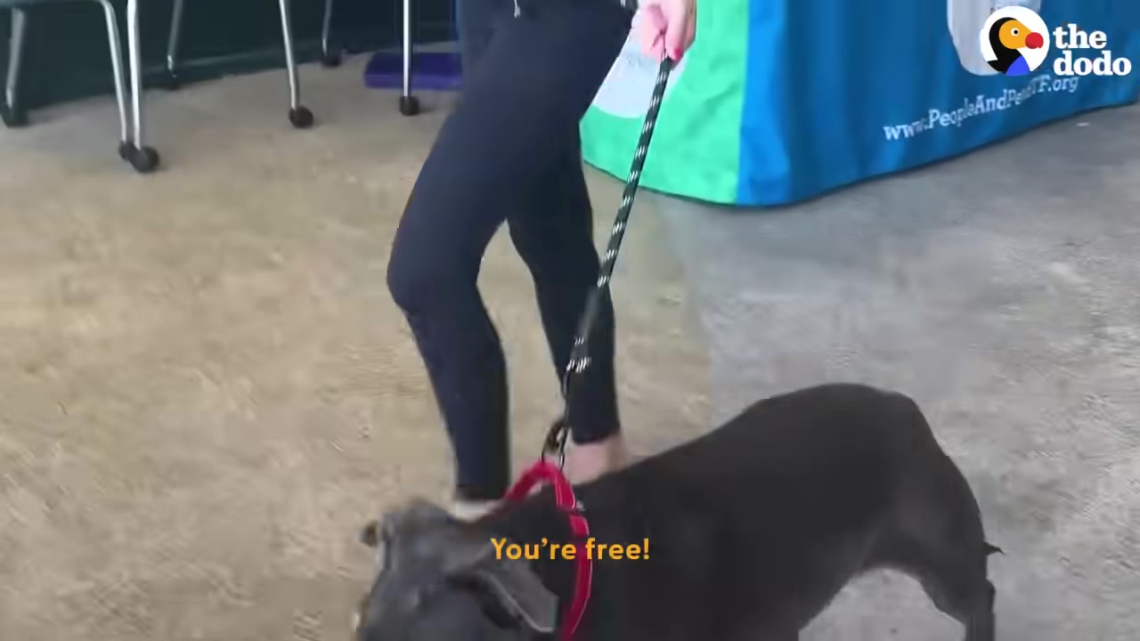 A person in dark pants walks a dark-colored dog on a leash indoors, with the subtitle 'You're free!' displayed on the screen.
