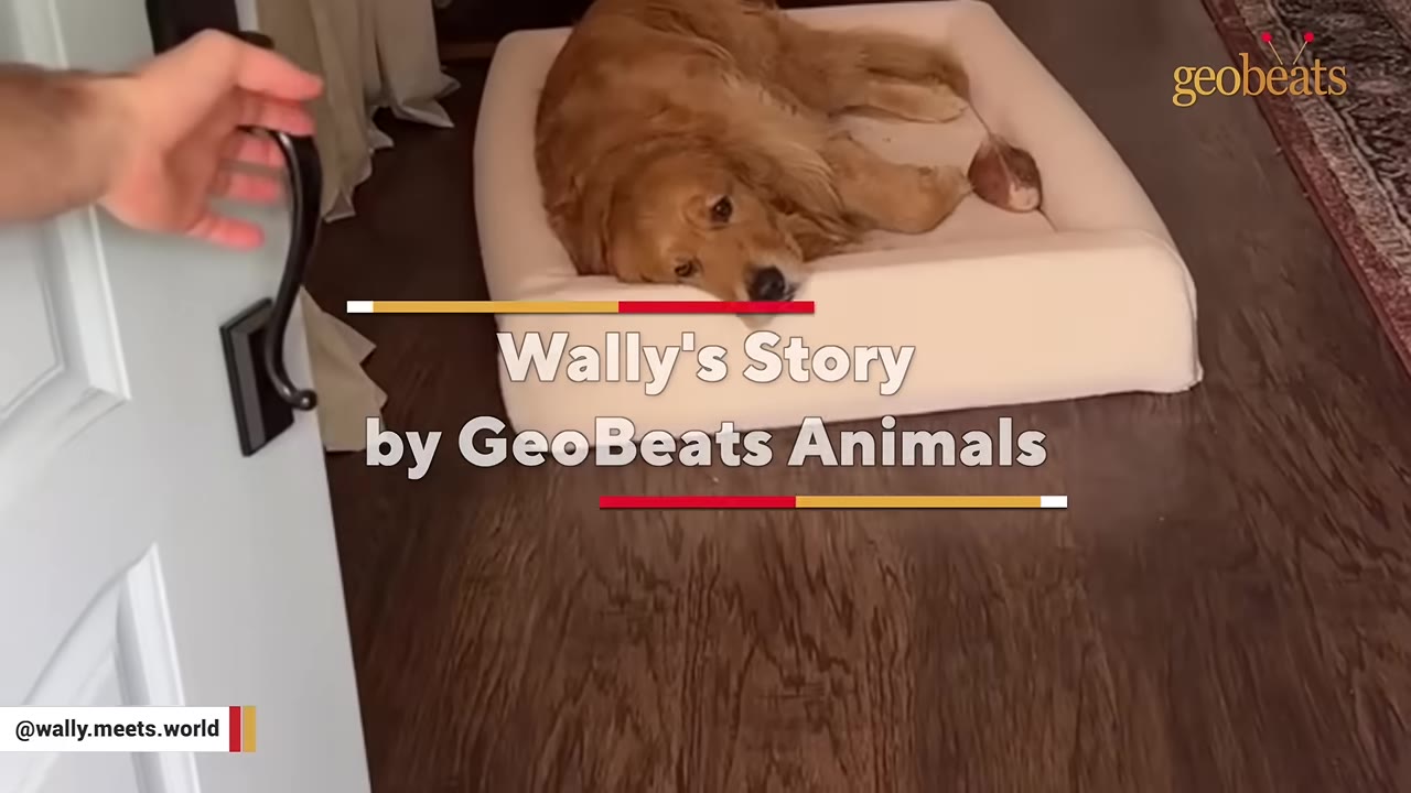 A golden retriever lies sadly on a dog bed inside a house, looking toward a hand opening the front door.