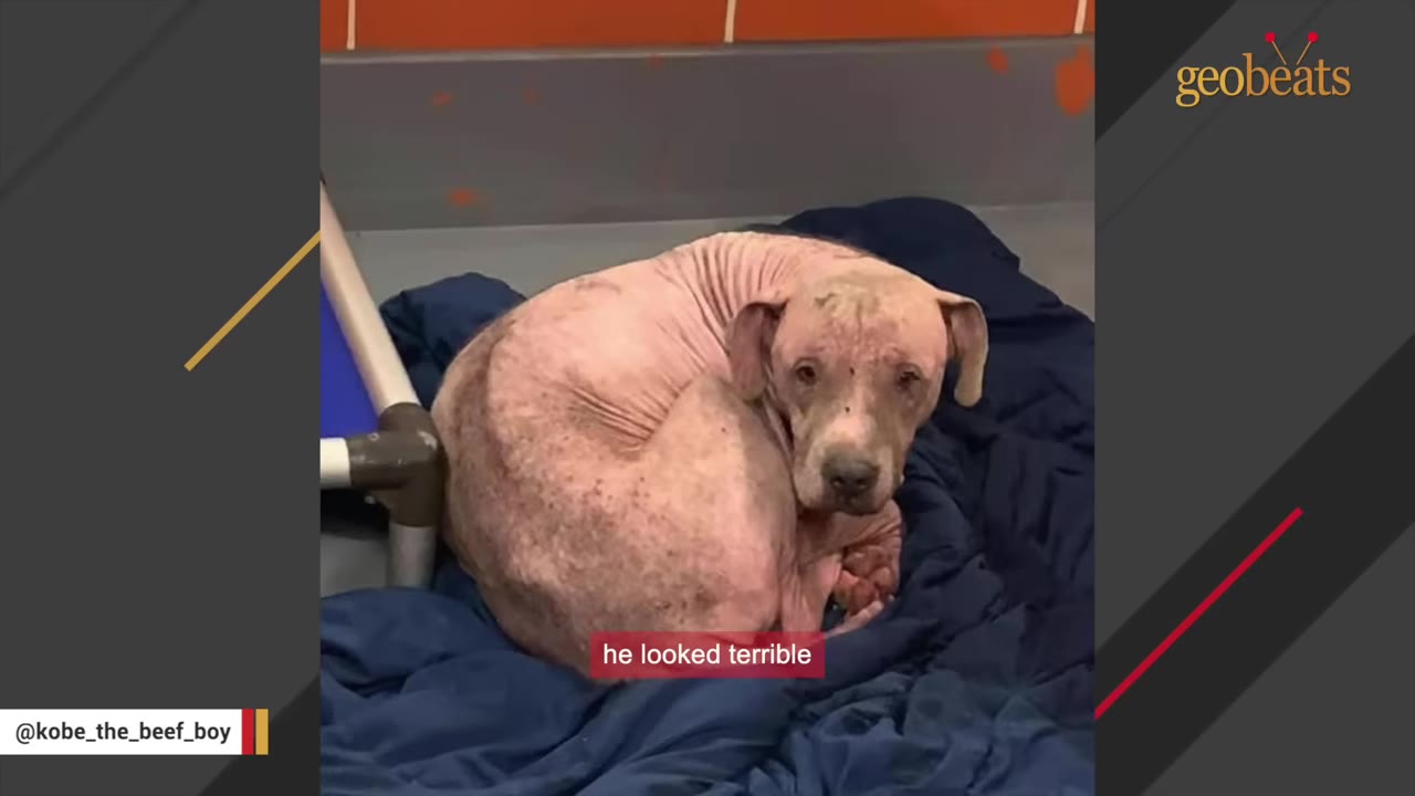A hairless, pink-skinned dog curled up tightly on a blue blanket, looking sad and frail.