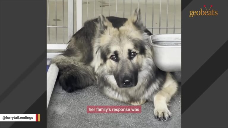 California Dog Is Surrendered With A Devastating Note And Hides In Her Kennel Too Afraid To Be Touched